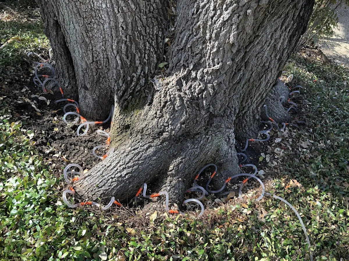 Detailed Tree Cabling and Bracing job site in Lenoir City
