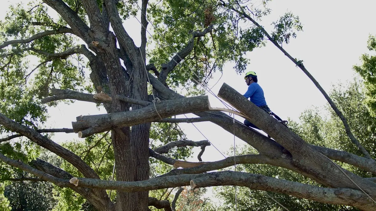 Professional Crown Thinning performed by certified arborists in Lenoir City